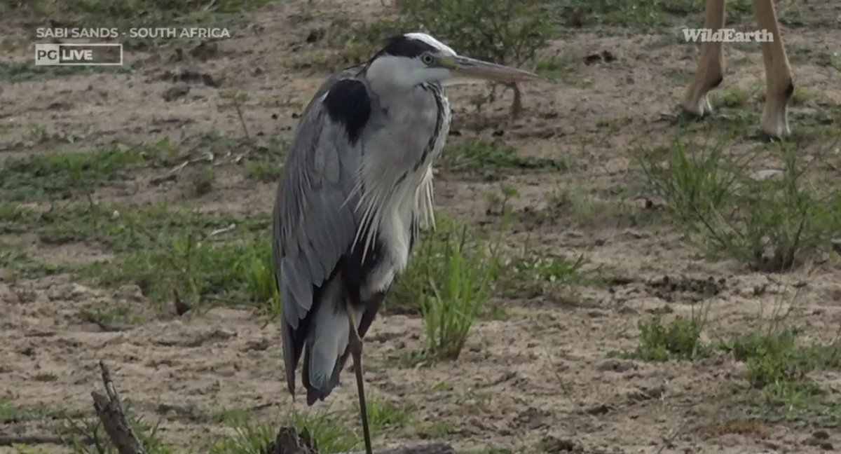 Meaghan_Edwards's tweet photo. Bountiful birds and daring Dwarf Mongoostas. @WildEarth #WildEarth #HanktheHeron #GreyHeron #Spurfowl #ForktailedDrongo #DwarfMongoose #biodiversity #biodiversityandyou https://t.co/RRUgQ8VsiU