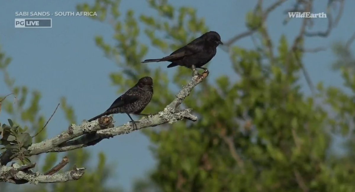 Meaghan_Edwards's tweet photo. Bountiful birds and daring Dwarf Mongoostas. @WildEarth #WildEarth #HanktheHeron #GreyHeron #Spurfowl #ForktailedDrongo #DwarfMongoose #biodiversity #biodiversityandyou https://t.co/RRUgQ8VsiU