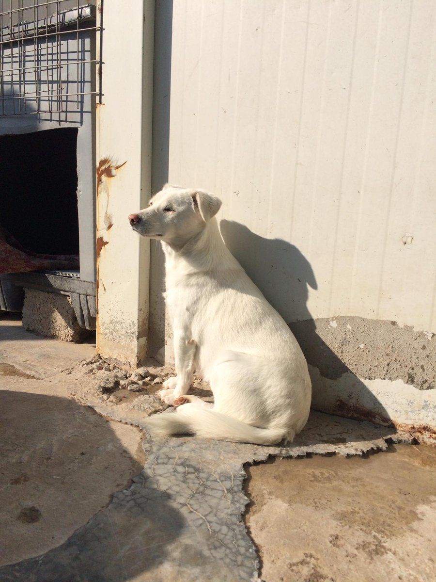 Lolly, Nala, Bowie and Saluki Sue in Iraq need your help to come to the UK!  They have waited so long and endured so much, please consider a small donation for them!

warpaws.org/donations/plea…

#dogsofiraq #dogrescue #pleasedonate
