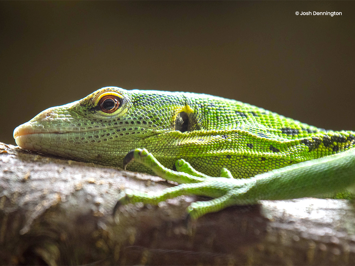 Emeraldtreemonitor Twitter Search Twitter