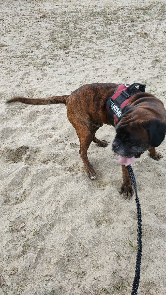 izatistinctoria's tweet photo. #IsatisDiaries Marley des Radical Dogs 💕 https://t.co/aQXZM5QzCk