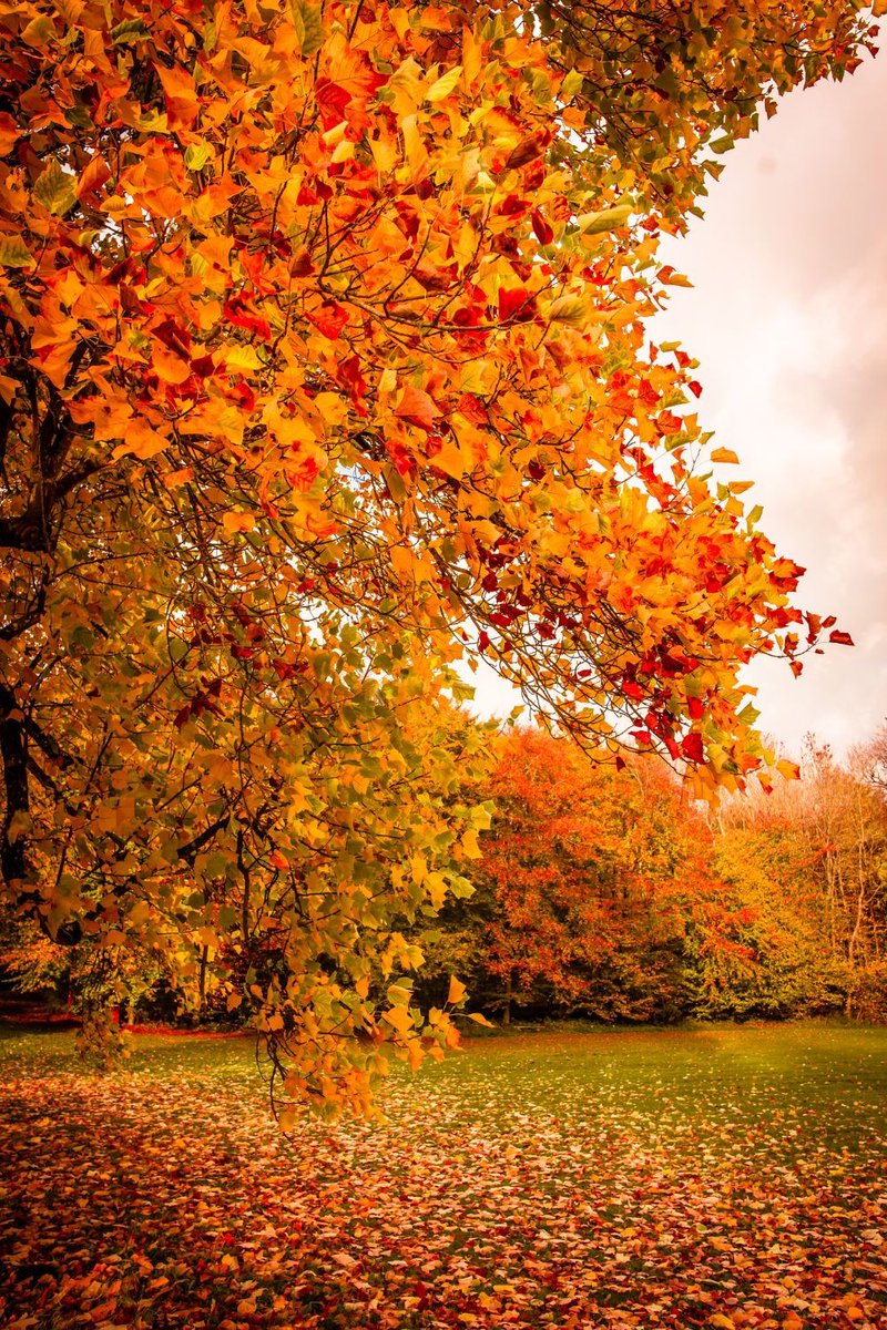 Bryan15106503's tweet photo. Be like an autumn tree,and let the dead leaves drop.

Rumi https://t.co/5Ah0KRzfnH