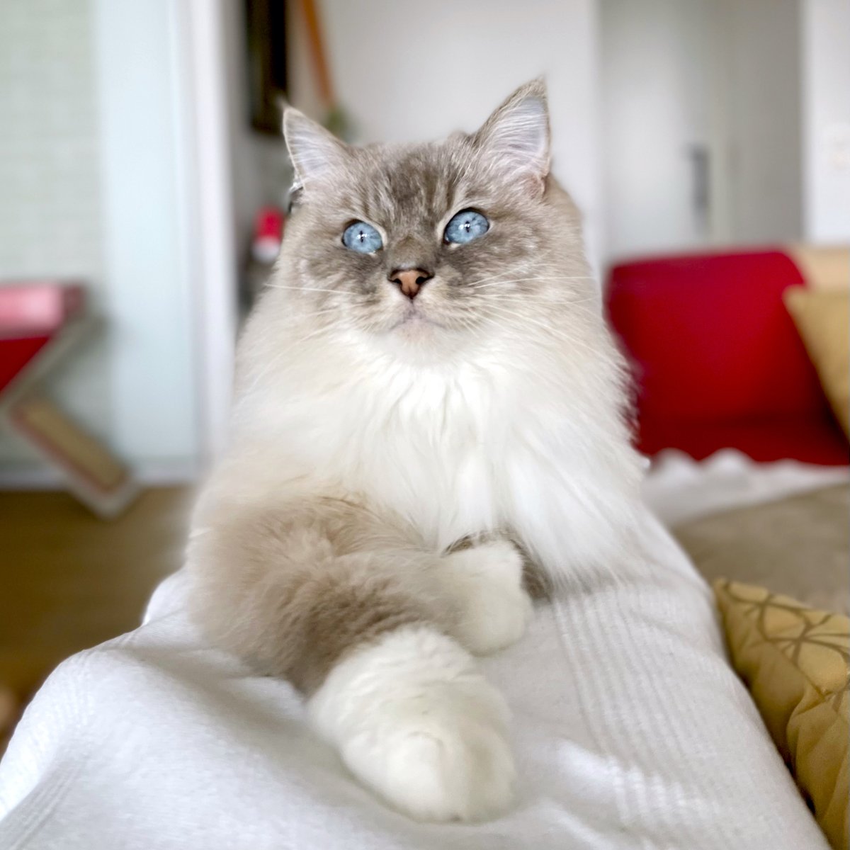 mandalatherag's tweet photo. ▫️ Focused on a pigeon out of the window or day dreaming about a yummy salmon treat ?  …  🤔 🤍

…  hard to guess, maybe both 😹🤍

#catsofinstagram  #cats #CatsOfTwitter #cute #CuteCats #happy #beauty #beautiful #PositiveVibes #PositiveVibesOnly #PositiveThoughts #positivity https://t.co/YL0U7g1EEE