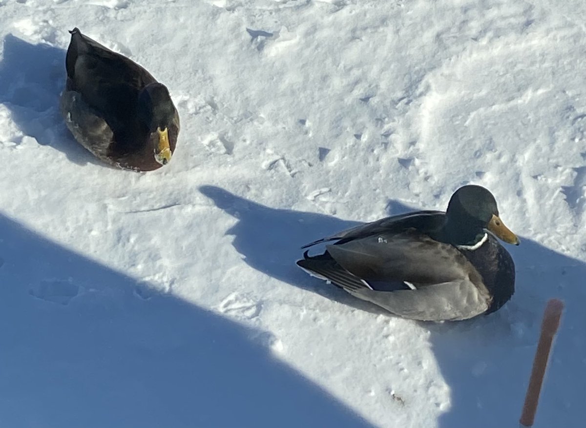 AngelCandyMom's tweet photo. #DuckUpdate Todays, Donnie brots Junior but still no sine of Daisy. It very cold today, doh, so maybe she stay snuggly warm sumware.-Candy https://t.co/JrtmazFJsF