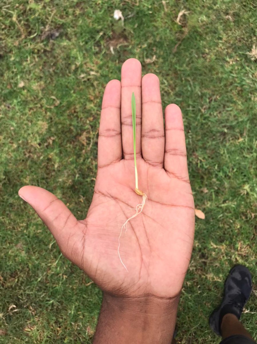 Tharis Farming tweet media