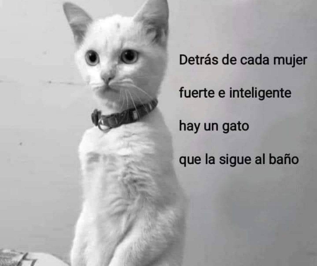 natigo09's tweet photo. 🐈‍⬛oreo https://t.co/kkp5R82IQT