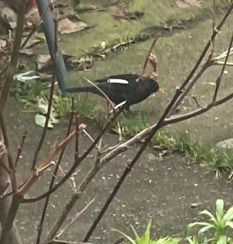 Shared from Photos app