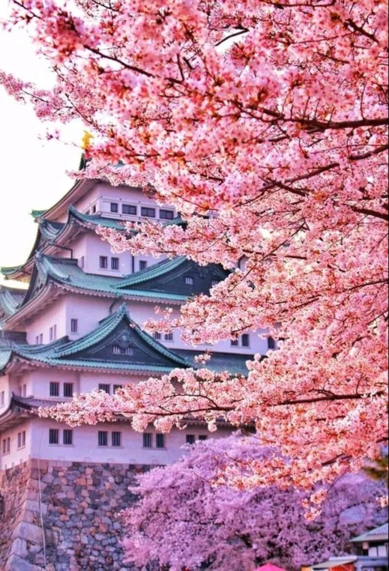 eluxurytrip's tweet photo. Japan 🇯🇵
For more stunning destinations follow us @eluxurytrip 
#travel #travelphotography #worldtour #pink #pinkflowers #beautifulhome #beautifulflower #mindblowingplace #japan #japanimages #japantour #eluxurytrip https://t.co/hGSxUOKO5s