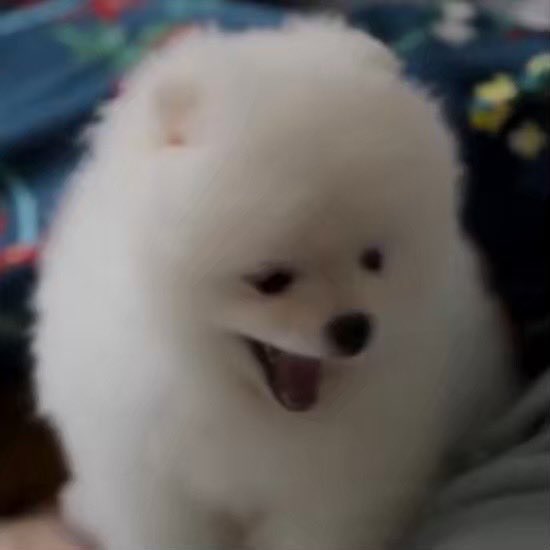 baby𝕎𝕠𝕠 🐾 tweet media