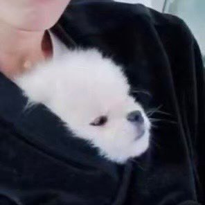 baby𝕎𝕠𝕠 🐾 tweet media