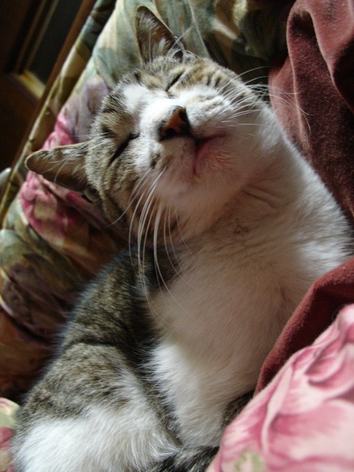 こたつめくると猫おるのいいですよね。RT。
うちのさくらはこたつの斜面が好きでした。あと砂利。 