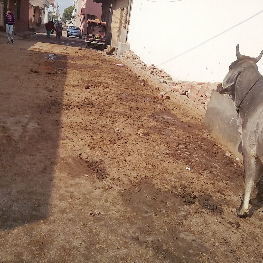Devende26549609's tweet photo. @cmohry Hamare payare cm saheb hisar tibba danasher  par yes new bharat senior secondary school  ke pass baccho ka school aane Jane me badi samsya hai  sir or aas pass jo gher  hai vha ham log bahut  paresani me h safai karmchari  1 hafte  bad aate h badbu  marti h ji https://t.co/76P5gdQIkU