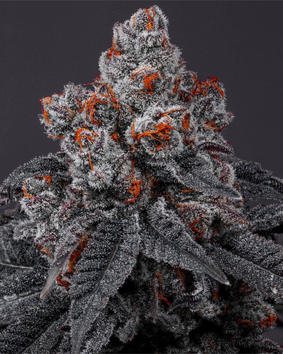Name the strain 🤔