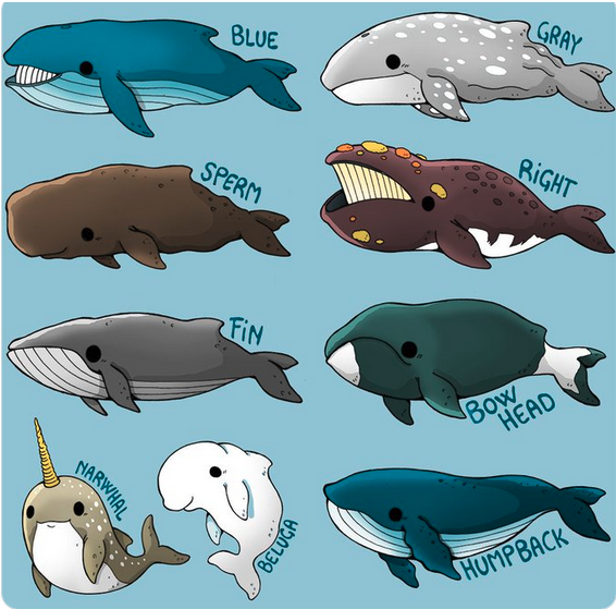 AWhaleADay's tweet photo. Which whale is the cutest? https://t.co/TvSHV96cWK