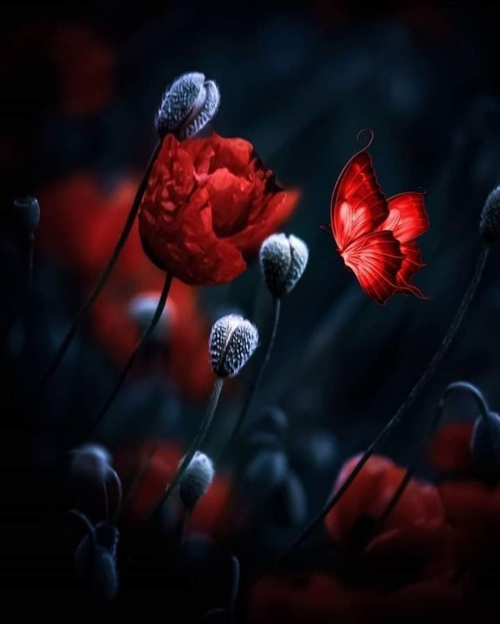 TLeoni311's tweet photo. Good evening  ⟫❀❁❀⟪ https://t.co/tr1I0Fz2yC