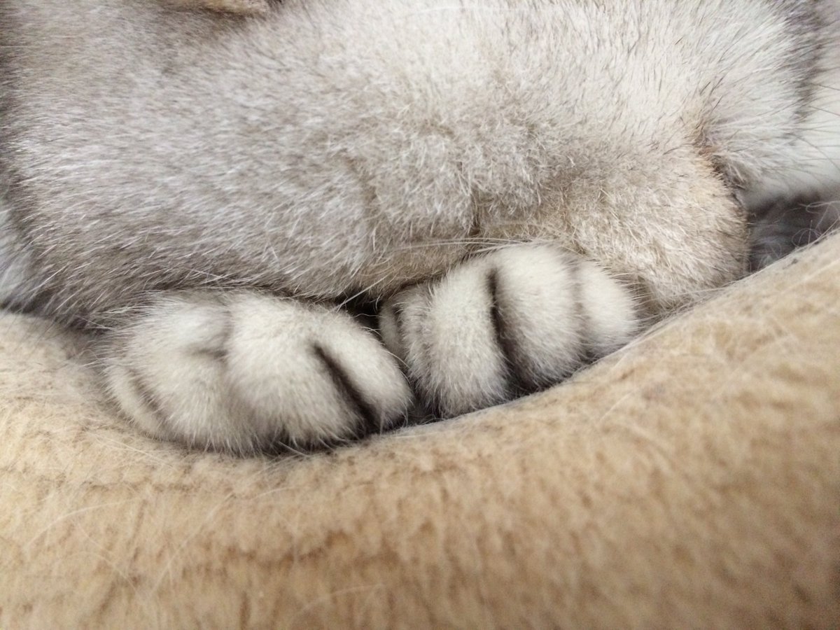 Liberty_Soraya's tweet photo. Please enjoy this extreme #Sunday close-up of my #CutePaws! #CatsOfTwitter https://t.co/8EEwqDvfuL