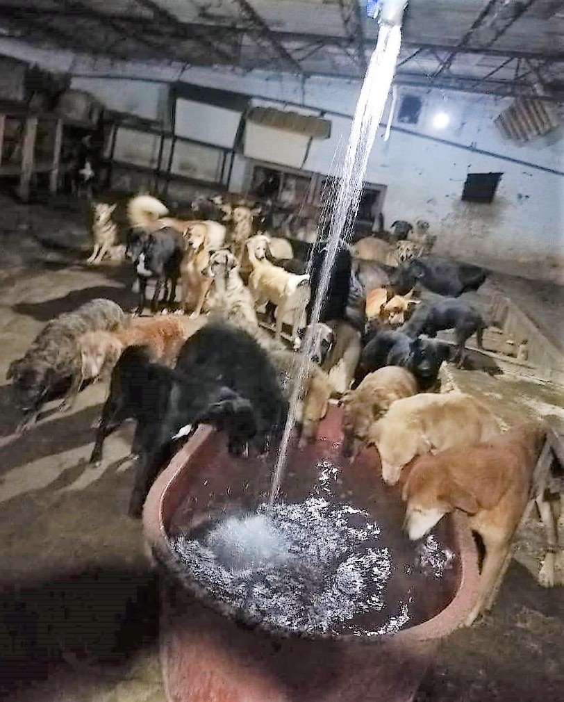OMEYOCANAC's tweet image. SI!!!

Llegaron las 🍖#croquetitas y el 💦#agua!!
El llegar a la meta del día hace la diferencia para tener 🐕#colitasfelices y ellos duerman tranquilos.
❤#Gracias por no dejarnos solos.

¡¡LES ❤ MANDAMOS 🐶 #LengüetazosYmovidasdecolitadeRehilete!!