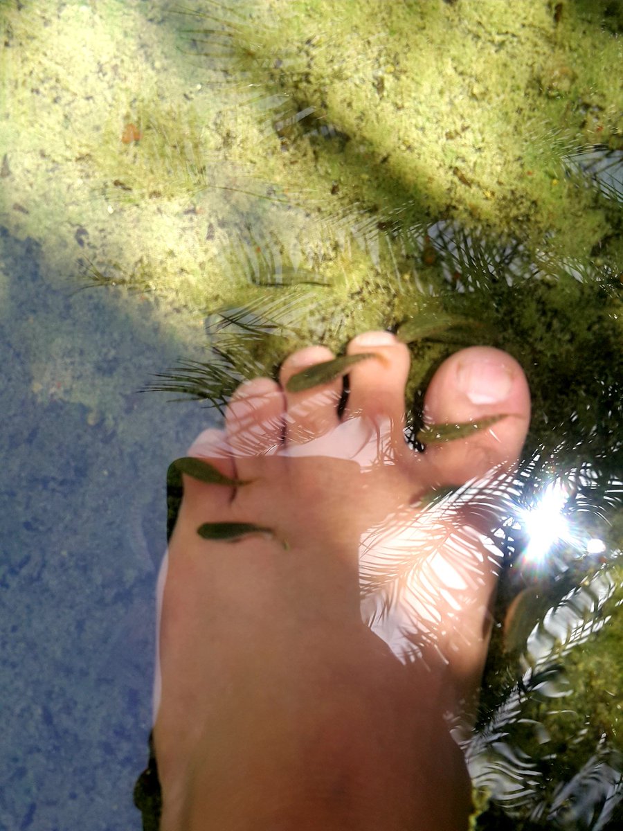 " دكتور فيش" أو مساج الأسماك يقبل عليه الراغبين في تنظيف جلد أقدامهم من الخلايا الميتة .
فلماذا يتجه البعض لصوالين المساج التي تستخدام أحواض الأسماء ؛ ويهجرون #الأفلاج وما بها من " دكاترة " أحرار طلقاء ؟!