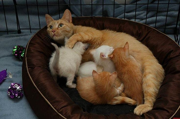 Кошка и 10 котят. Кошка с котятами. Семья котов. Мама кошка и котенок. Кошка вскармливает котят.