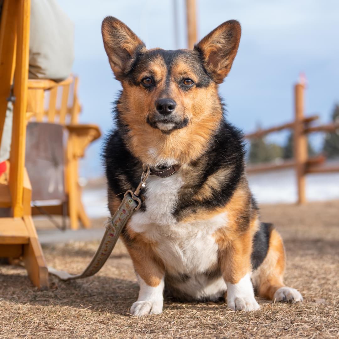 When was the last time you got to enjoy a beer gardens with your furry friend? Come out to Hard Knox, build a fire and have a pint. Forecast is 8c !
#abbeer #craftbeer #petfriendly #familyfriendly <a href="/tourfoothills/">Explore Foothills</a> #blackdiamond #HKBbeer #hardknoxlife #yycbeer #discoveryourbackyard