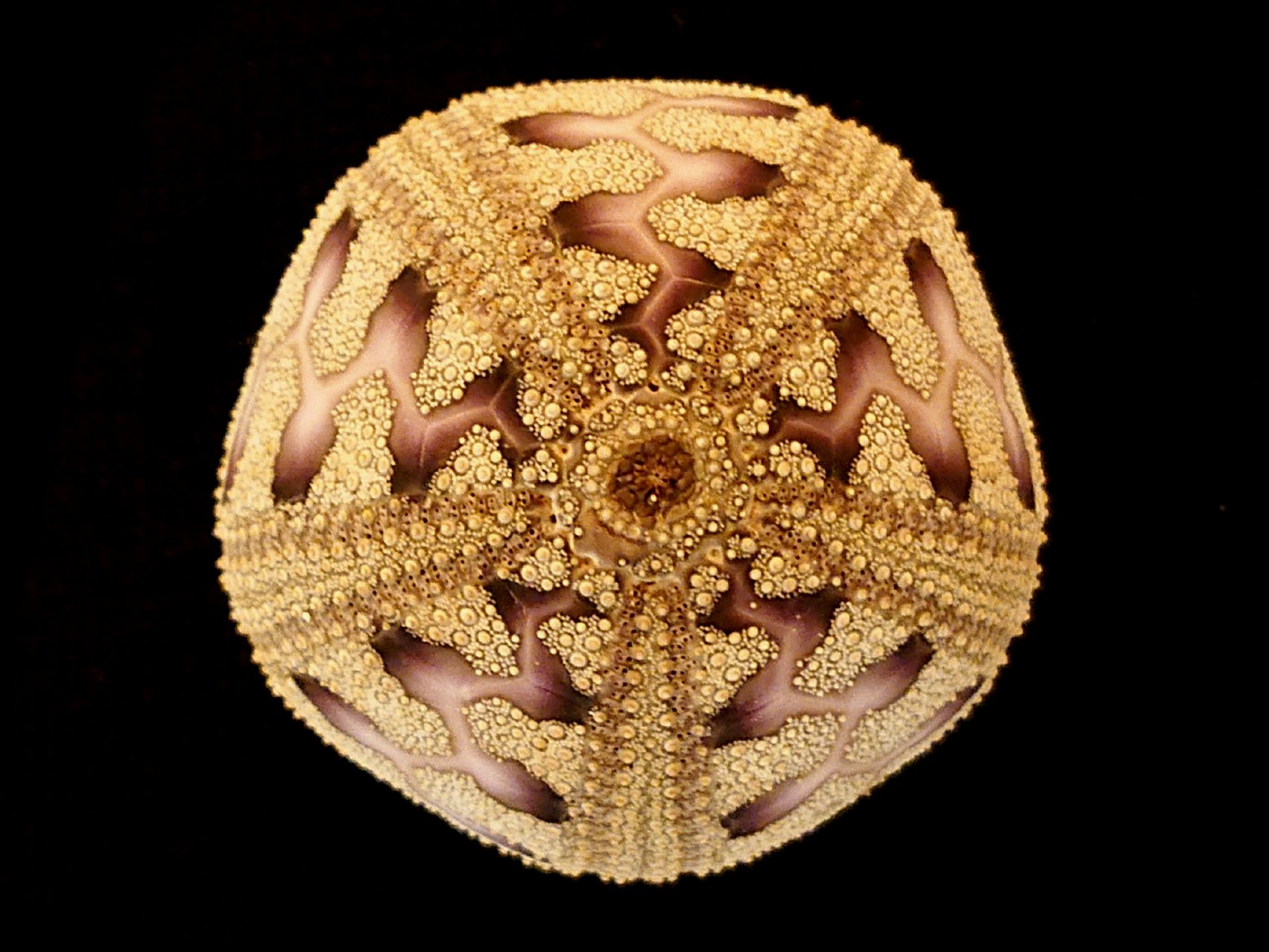 brittle star ☆脆星団☆ على X: 