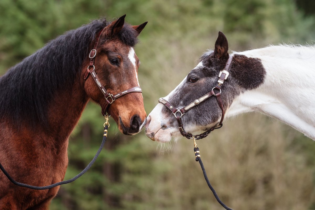 Are you watching <a href="/fox13seattle/">FOX 13 Seattle</a>? <a href="/BrianFloresTV/">Brian Flores</a> &amp; <a href="/ChynnaGreene/">Chynna Greene</a> will tell you about these best buds, Mac &amp; Domino. They are looking for a home where they can stay together as companion horses.  Domino is a character while Mac is a bit more subdued. They are with @SAFEHorseRescue