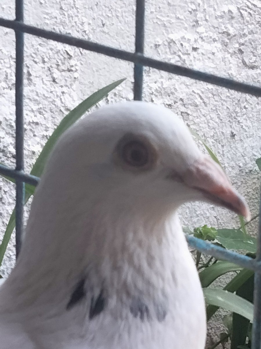 AgriSlu's tweet photo. 🏠Re-home💥
👌Quality 🚀Racing Pigeon🔥

👉Hen😍 https://t.co/ds6AiDIBlq