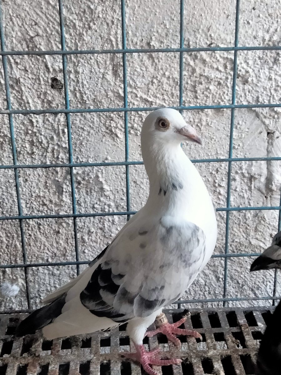 AgriSlu's tweet photo. 🏠Re-home💥
👌Quality 🚀Racing Pigeon🔥

👉Hen😍 https://t.co/ds6AiDIBlq