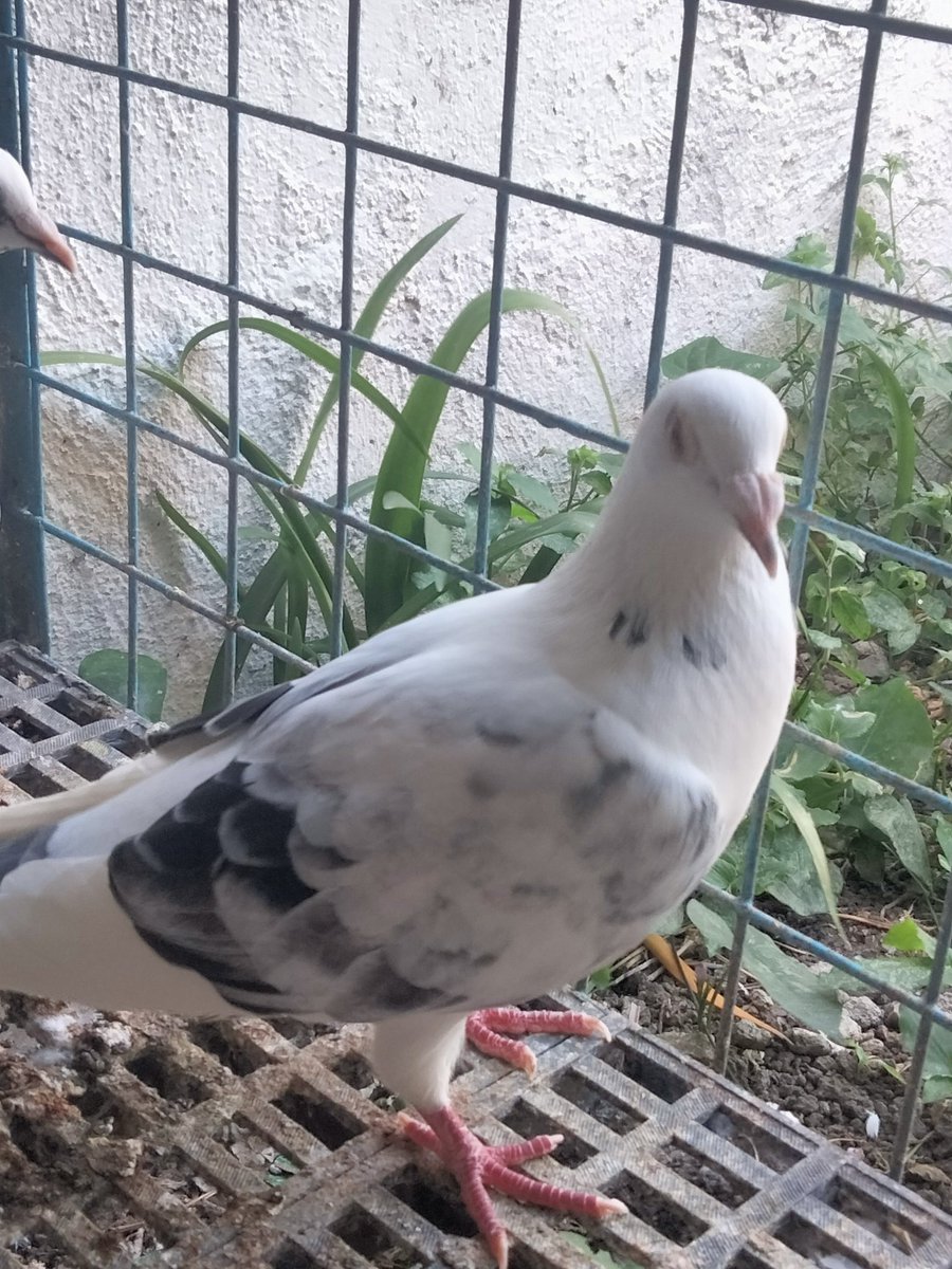 AgriSlu's tweet photo. 🏠Re-home💥
👌Quality 🚀Racing Pigeon🔥

👉Hen😍 https://t.co/ds6AiDIBlq