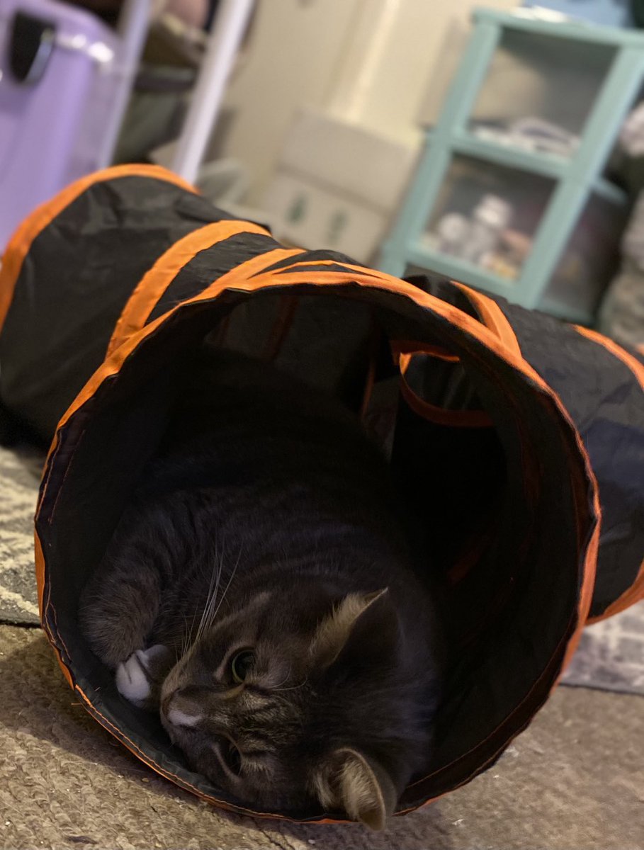 FINNTHEMOUSER's tweet photo. It’s #CoolTube Time!
❤️❤️😻💙💙🐾
#CoolTube 🤗#CatsOfTwitter 🥰😘 https://t.co/3okXuiJf8S