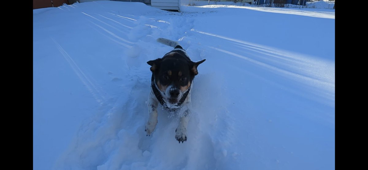 Loki of Lixley🌈 (@lokioflixley) on Twitter photo Zombs nebber rest so pawtrol is impawtant even if da snow is belly-high. I don't like a cold belly! Dis me practicing zomb attack while keeping belly out of da cold snow tekneek. How did I do General <a href="/ZeroRice1012/">Jack 1 😇 Zero’s Feersum Bruv🐾 🩵♥️ 💖💚💛 🧡 💙</a> ? <a href="/ZombieSquadHQ/">ZombieSquadHQ💖💚🧡💚🩵©</a> #zshq Zombs nebber rest so pawtrol is impawtant even if da snow is belly-high. I don't like a cold belly! Dis me practicing zomb attack while keeping belly out of da cold snow tekneek. How did I do General <a href="/ZeroRice1012/">Jack 1 😇 Zero’s Feersum Bruv🐾 🩵♥️ 💖💚💛 🧡 💙</a> ? <a href="/ZombieSquadHQ/">ZombieSquadHQ💖💚🧡💚🩵©</a> #zshq