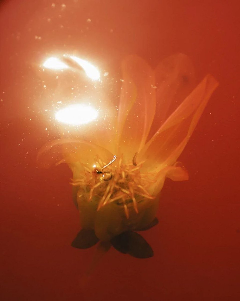 acidicobject's tweet image. Hi,

I'm Eeshani Mitra - a photographer and  mixed media artist from Mumbai, India.  I love shooting flowers 🌸

These images are from of my recent solo exhibit - Synthetic Flower Dreams at Method Bandra 

Drop me a follow if you like what you see ✨