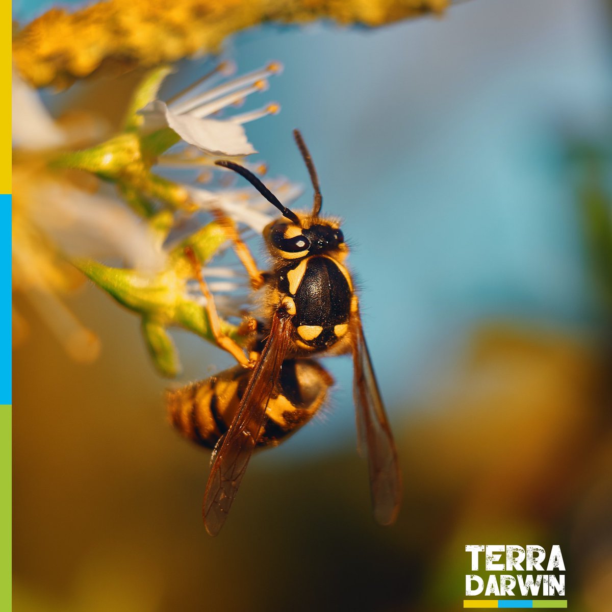 Les piqûres d’insectes les plus douloureuses du monde 🐜 

Retrouvez l’article sur : terradarwin.fr/post/les-piqûr…