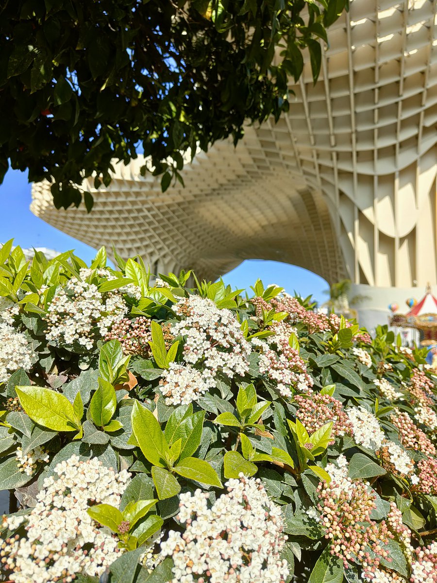 Viburnum tinus o durillo es una especie mediterránea que florece en esta época del año. Las flores son rosadas cuando empiezan a brotar y blancas cuando están totalmente abiertas. Las hojas del durillo, muy amargas, se han empleado cocidas para tratar la fiebre.