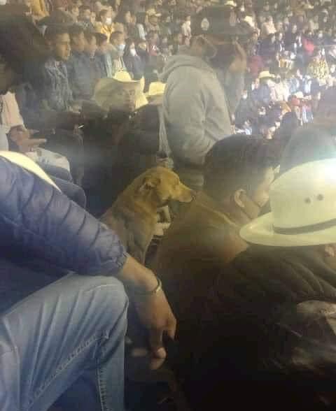 Yo buscando a mi perro como loco y lo vi en un Live en el palenque viendo a Alejandro Fernandez el muy cabrón