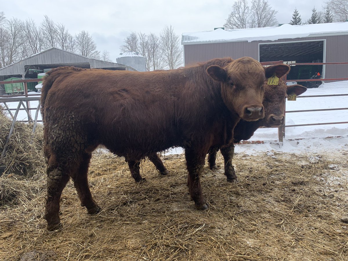 HOOKS DELEGATE son out of a NLDF ZODIAK cow! 16J is an exciting up in coming bull offered this spring!