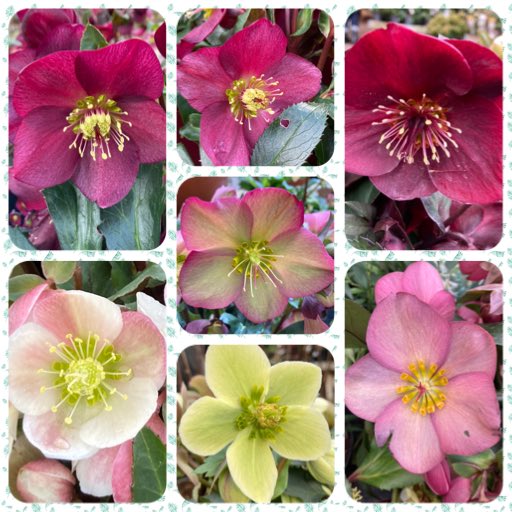 zombiestitcher's tweet image. #SundayStuff
Heavenly Helebores on this windy winter’s day … ❤️❤️❤️