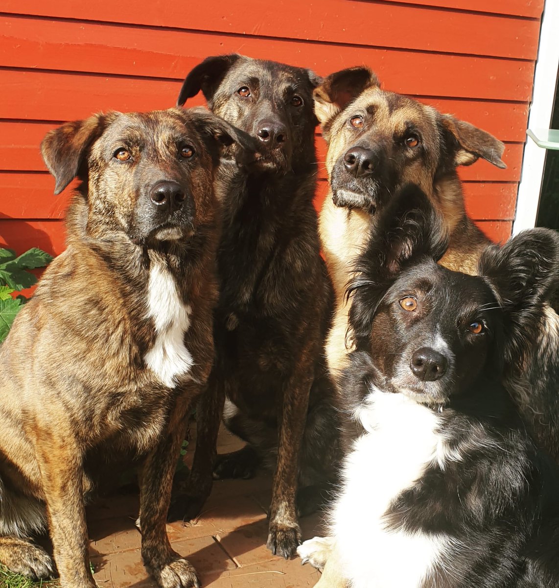 Hunde sind die besten Freunde eines Mädchens! 😍

#dogs #dogsoftwitter #Hunde #cute