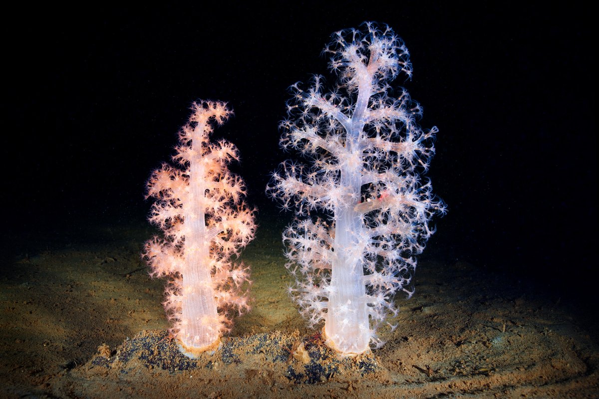 Alexander Semenov tweet media