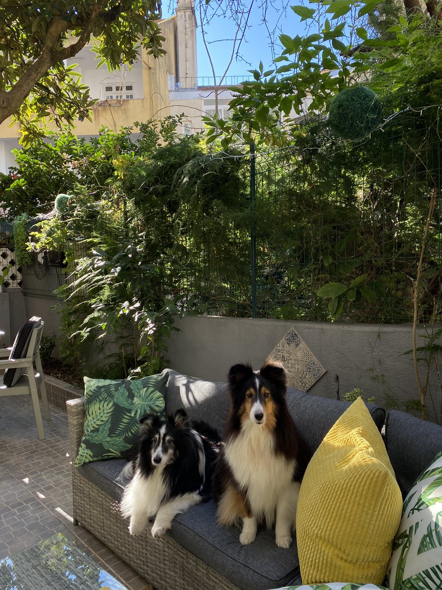 TammySchwark's tweet photo. Furry kiddies be living their best life in ๐ต๐น & maybe their mom too! ๐
Hard to believe weโve been here just over 6 months โจ๐
The major settling in bits are sortedโฆstill some residual grief ๐
Now itโs about getting routine back ๐โโ๏ธ๐งโโ๏ธโ๏ธ
#grateful #sheltie #ITProLife #Lisbon https://t.co/JkBU7S2Vpo