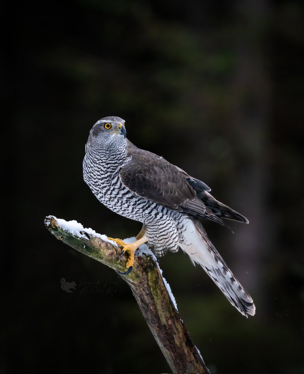 chrispics1984's tweet photo. Over 8 hours in the hide in the snow today and this is the only goshawk shot I managed. Usually I'd be happy with this but when you see the shot I missed and @nodsphoto got you'll know why. Kicking myself I wasn't ready for the gos coming in.
#birdphotography 
@BBCSpringwatch https://t.co/2BEJhpOsdX
