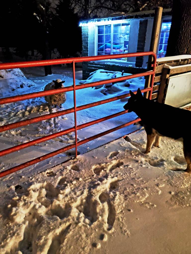 Short new blog post, just some tidbit facts about and love for my sweet, spicy sheep named Little Lady Marigold: lazywmarie.com/little-lady-ma… #lazyw #sheep #farmlife