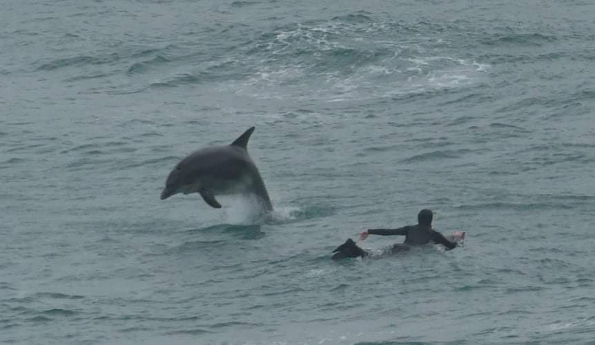 NCISTIVES's tweet photo. Bottlenose Dolphins today playing with the surfers, just off the station at Bamaluz.
 📸 from our off duty watchkeeper Peter. https://t.co/OOHSjv3Kwn
