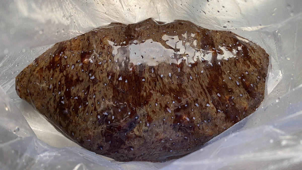 冷蔵庫にナマコの置き忘れ？退職の挨拶だった！！