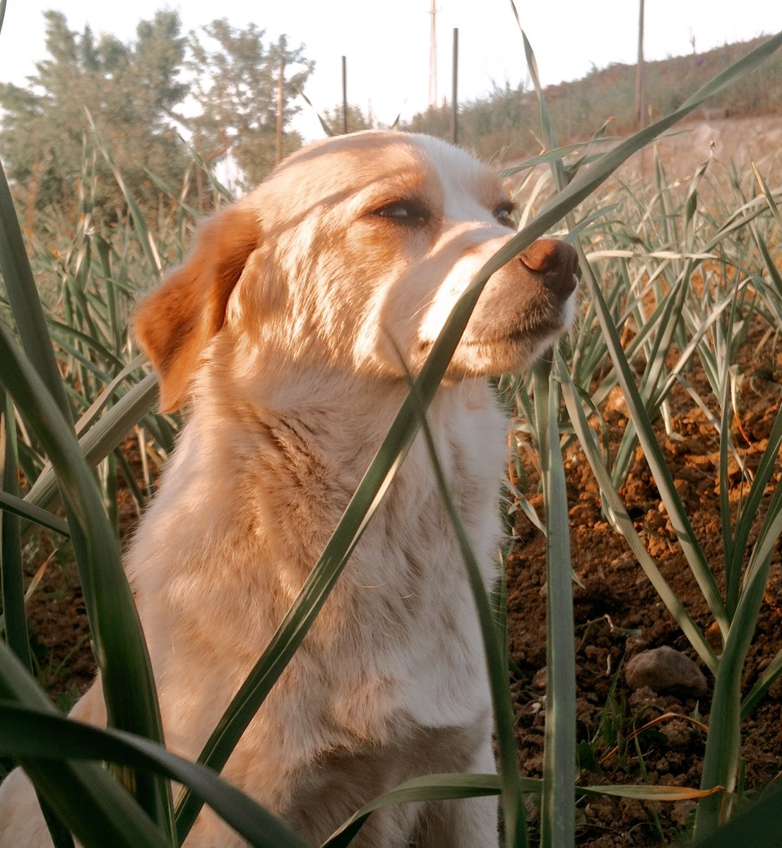 Simay ı kaybettik 😔