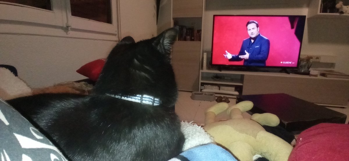 vmsanroma's tweet photo. Con que interés mira mi #gato #wikan #CuartoMilenio @navedelmisterio la sección #algo https://t.co/9UMmhLOuru