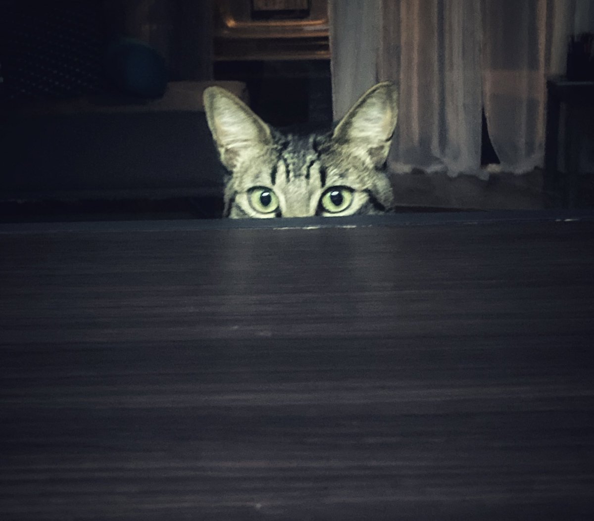 AdrianaRHeredia's tweet photo. #gato #teObservo #carmelo 🐈⬛#️⃣ https://t.co/n9beQnUI1o