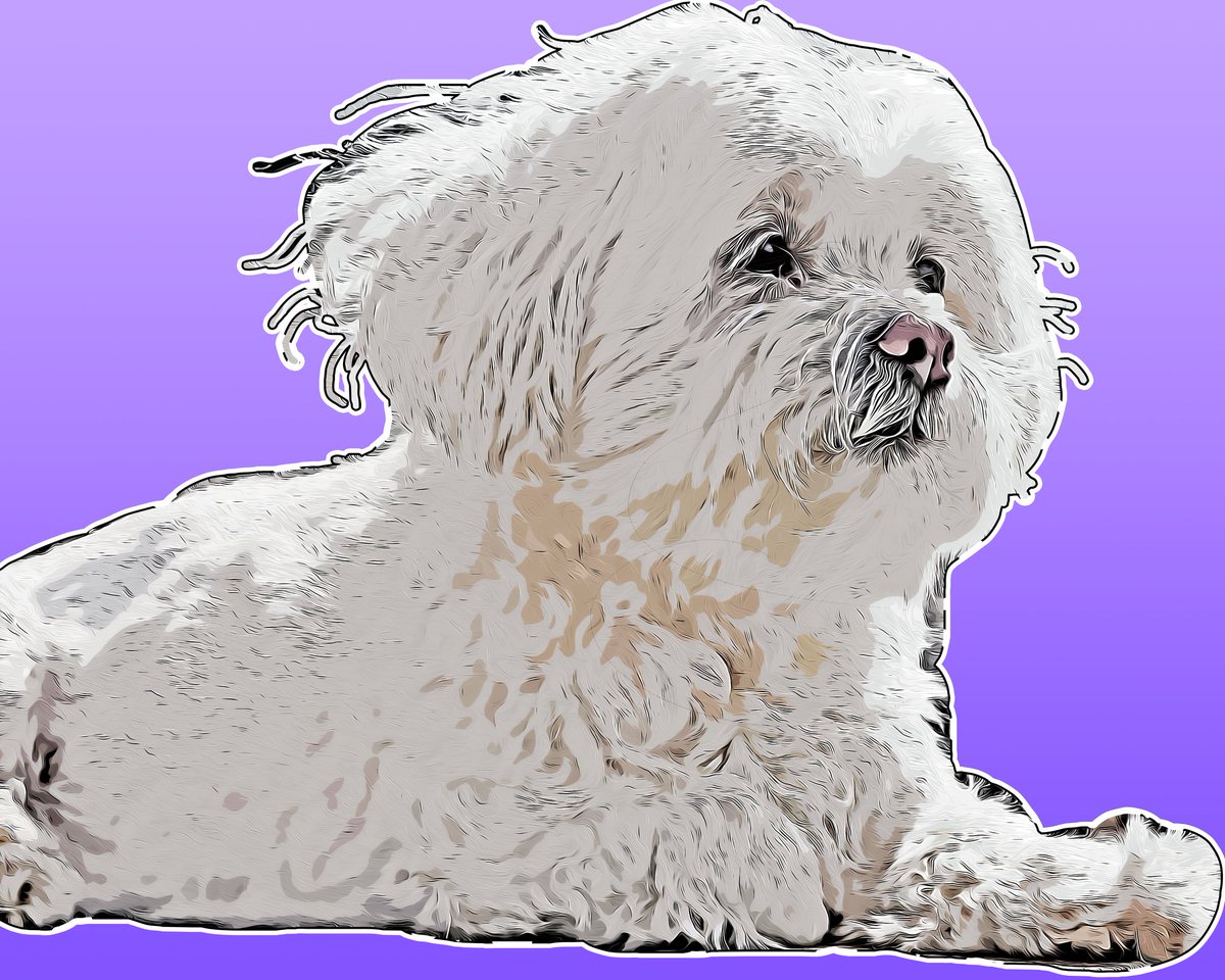 YummyPattern's tweet photo. COLLECTIBLE #1 - A cute dog loving life with the wind in her hair with an artistic touch https://t.co/bp23DN4k1H 

#NFTs #NFT #NFTart #NFTcommunity #NFTcollector #NFTartist #cryptoart #opensea #NFTcollectors #NFTdrop #NFTcollectibles #NFTcollection https://t.co/XzbfegFKSK