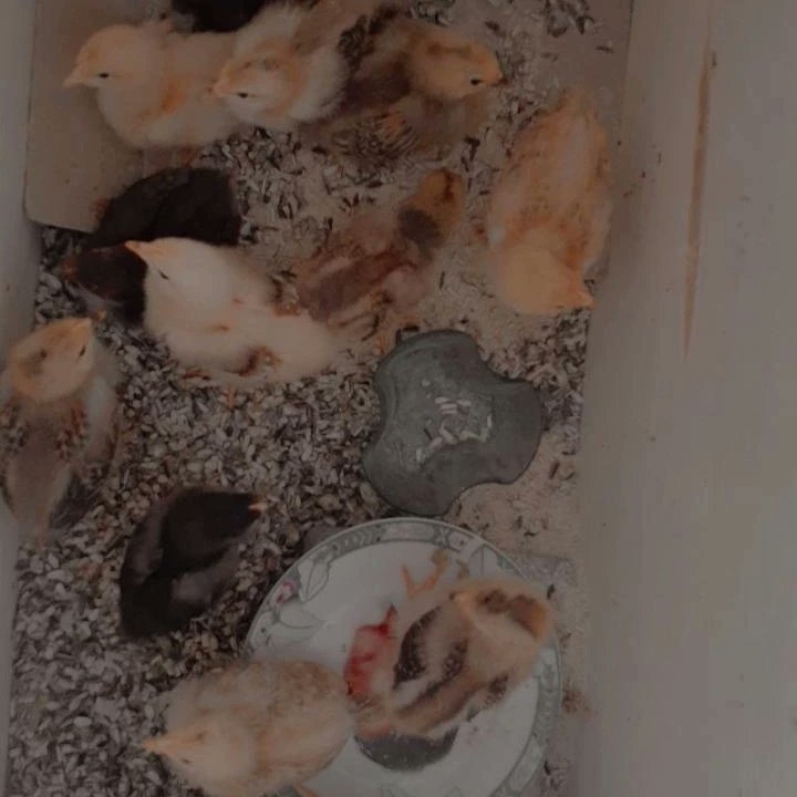 Calm__Beast's tweet image. Modimo o ke sa mo ireleng sepe , ke a leboga🙏❤