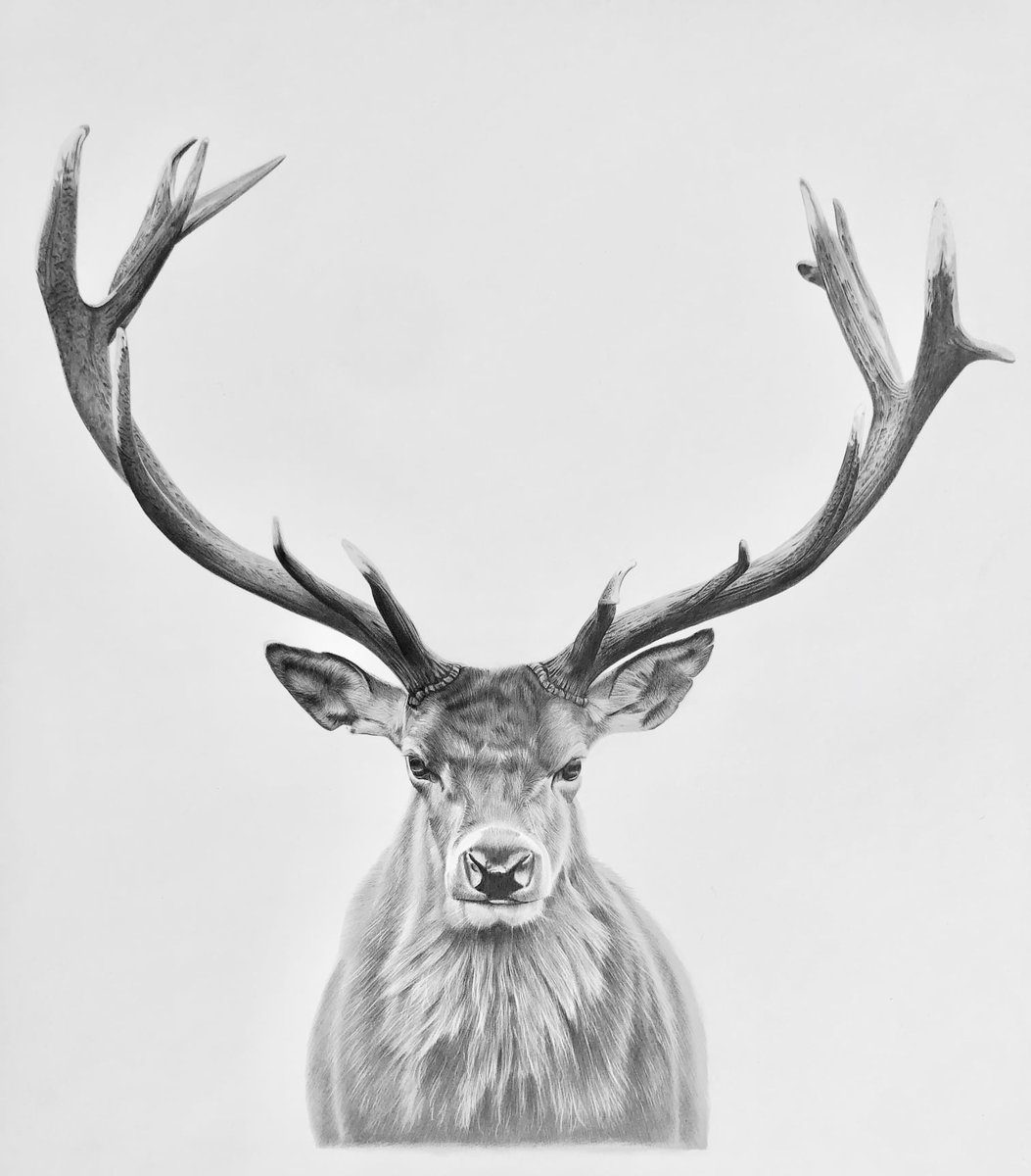 Beautiful drawing by @kevinhaywardart. Kevin's amazing artwork is available on The Silk Purse Guild @Sara_SilkPurse #silkpurseguild #britishwildlife